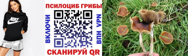 Псилоцибиновые грибы Psilocybe  Купить  Осташков 